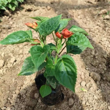 批发一串红强力推荐中国红高品质一串红欢迎咨询