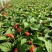 批发一串红强力推荐中国红高品质一串红欢迎咨询