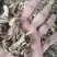 昭通天麻小天麻足干小天麻昭通天麻打粉小天麻打粉