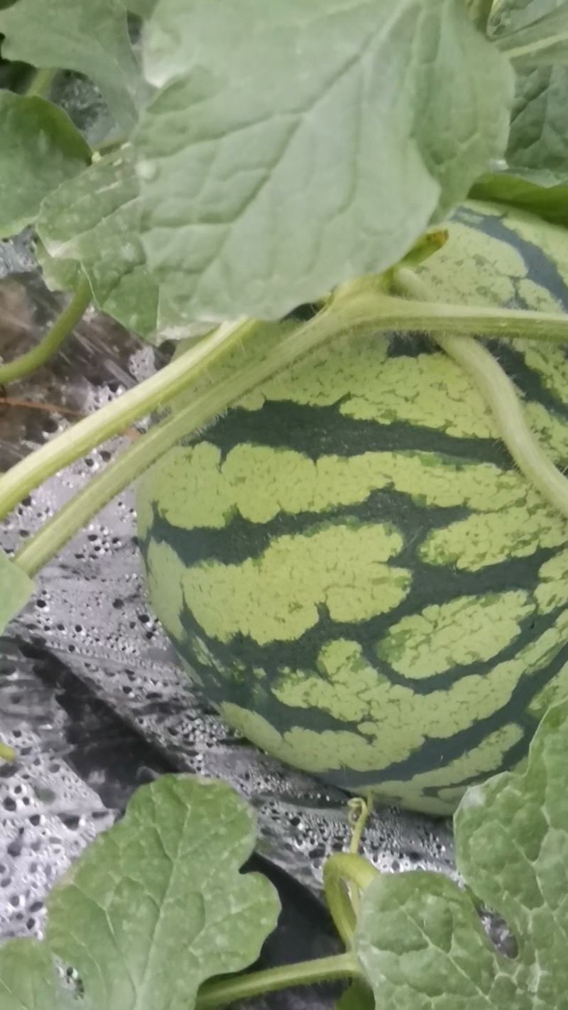 优质8424原生苗大棚西瓜种植基地