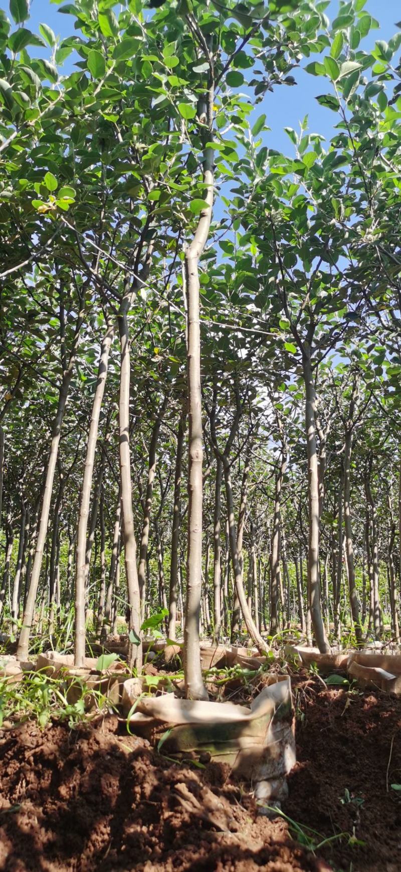红富士苹果树苗2—3.5公分的苗木鲜活