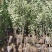 红富士苹果树苗2—3.5公分的苗木鲜活