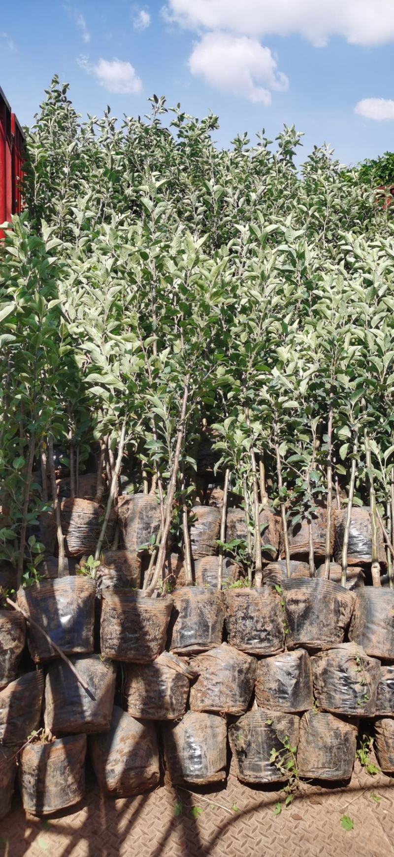 红富士苹果树苗2—3.5公分的苗木鲜活