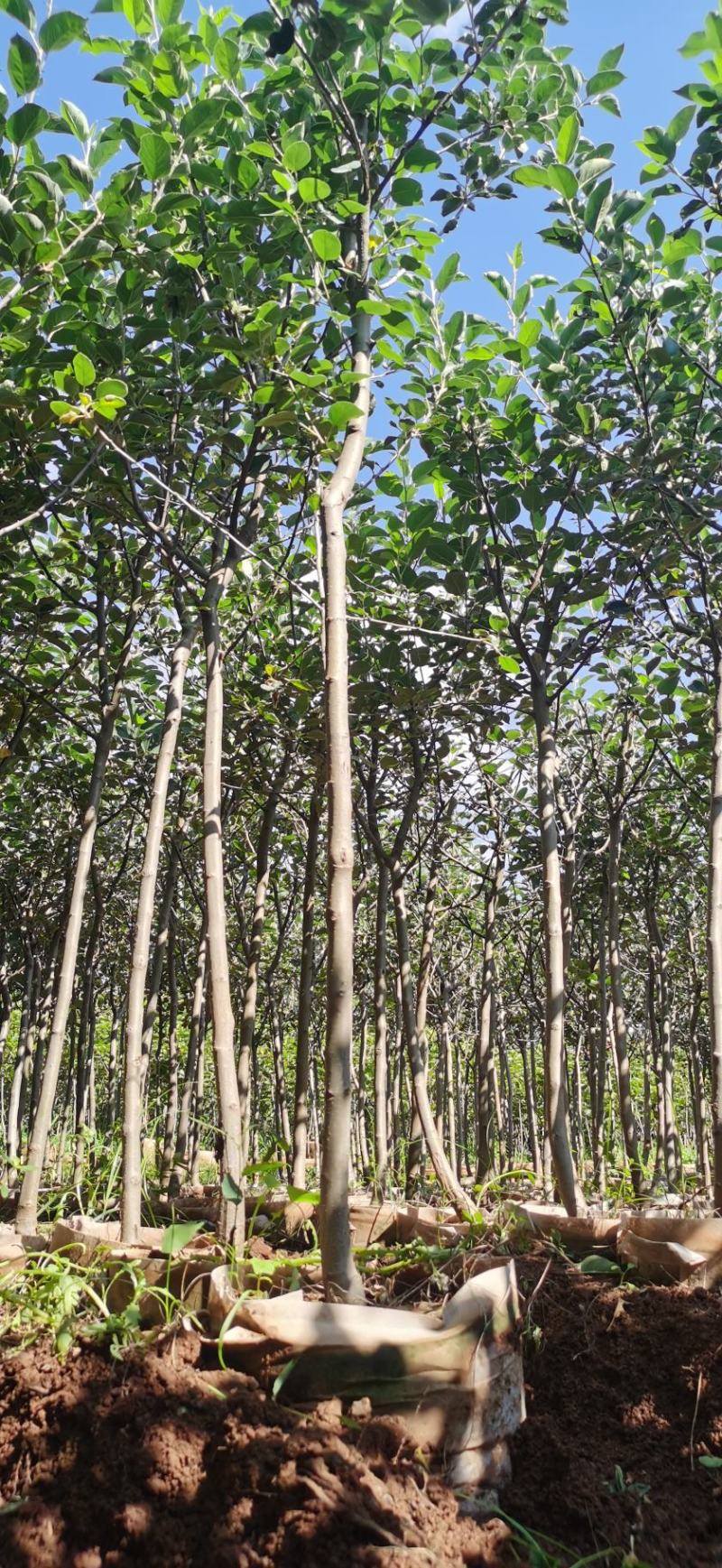 红富士苹果树苗2—3.5公分的苗木鲜活