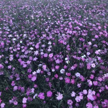 常夏石竹绿化护坡地被种子五彩石竹批发宿恨易活景区植物
