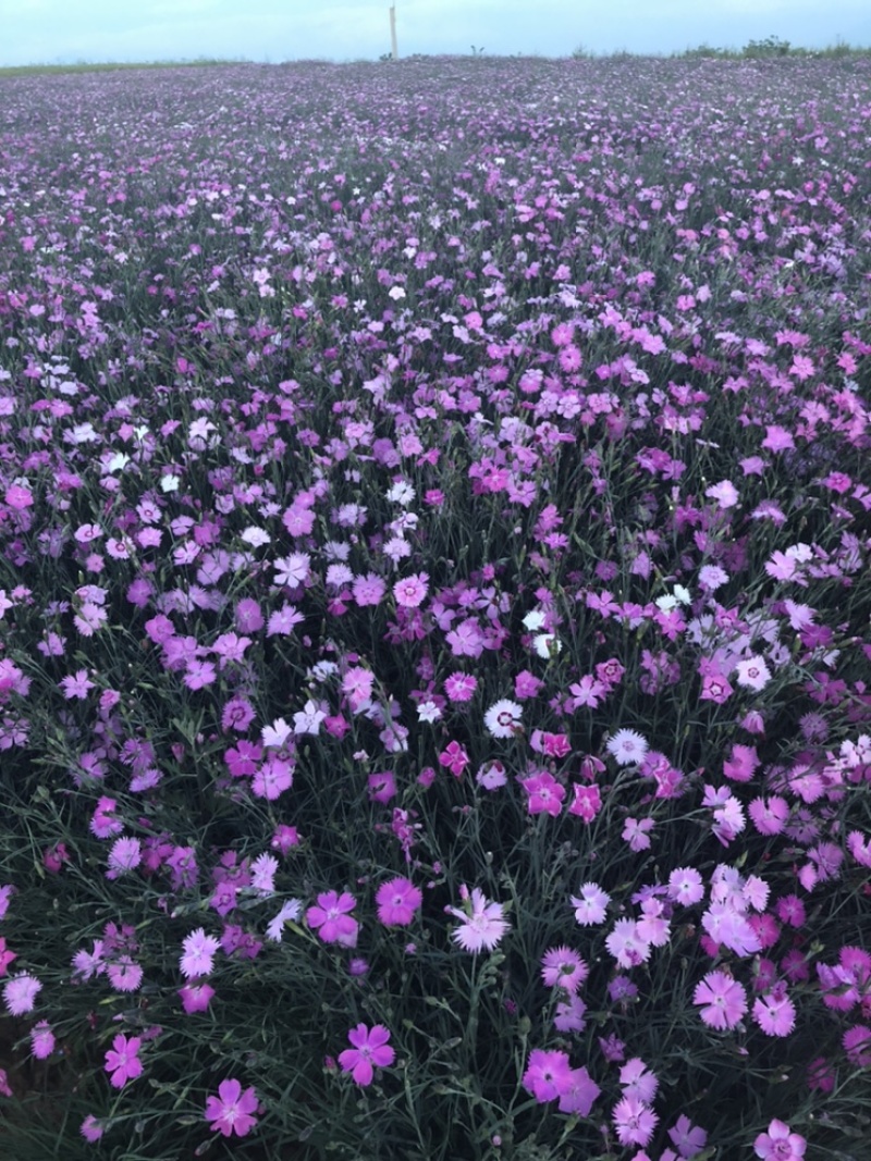 常夏石竹绿化护坡地被种子五彩石竹批发宿恨易活景区植物
