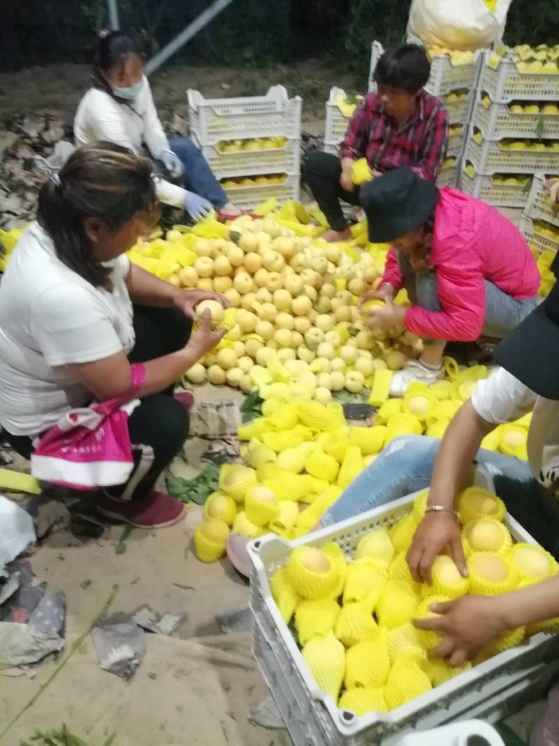 徐州丰县大沙河百果园水果供应基地，主营优质黄桃，黄金密