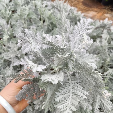 银羽盆栽银叶菊新品种银羽小盆栽