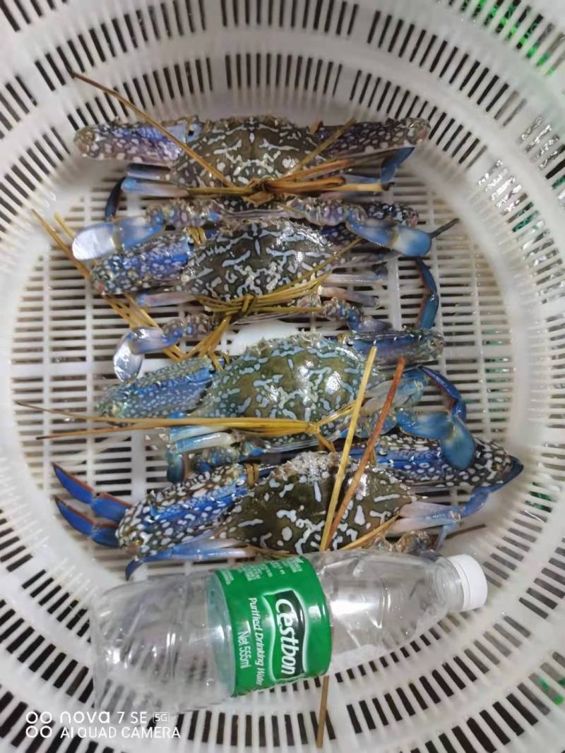 花蟹，大蓝花蟹，深水浅网捕抓，生猛，耐养，适合空运，水车