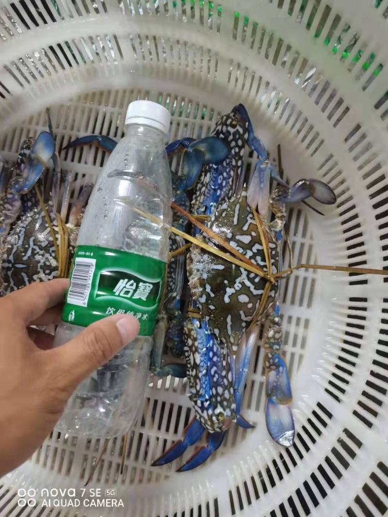 花蟹，大蓝花蟹，深水浅网捕抓，生猛，耐养，适合空运，水车