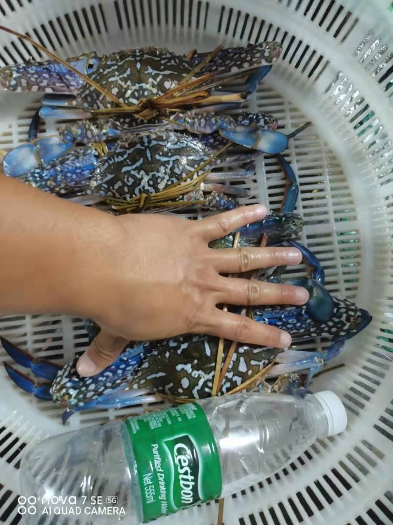 花蟹，大蓝花蟹，深水浅网捕抓，生猛，耐养，适合空运，水车