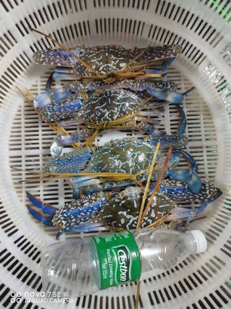 花蟹，大蓝花蟹，深水浅网捕抓，生猛，耐养，适合空运，水车