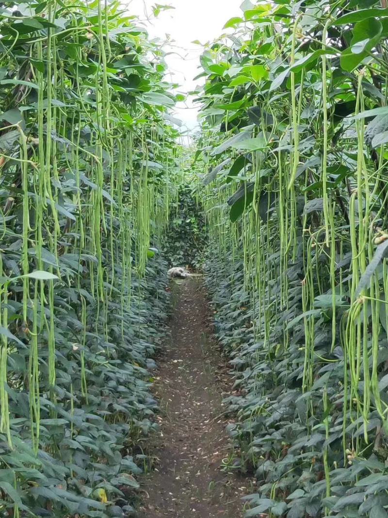 通货豆角青条，发市场超市盐质烘干保质保量长度50-70