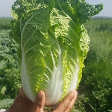 各种蔬菜