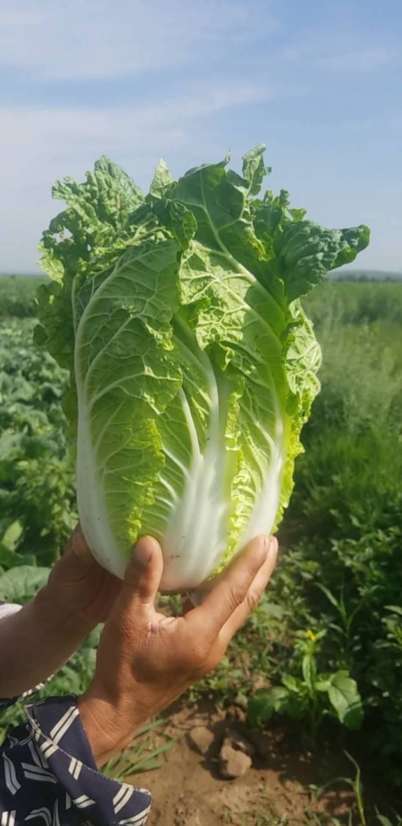 各种蔬菜