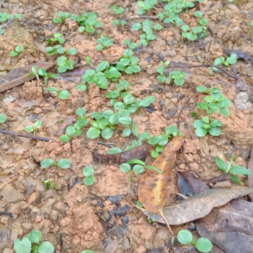 【年终特惠】林下种植品种草珊瑚苗肿节风野生苗适合套种