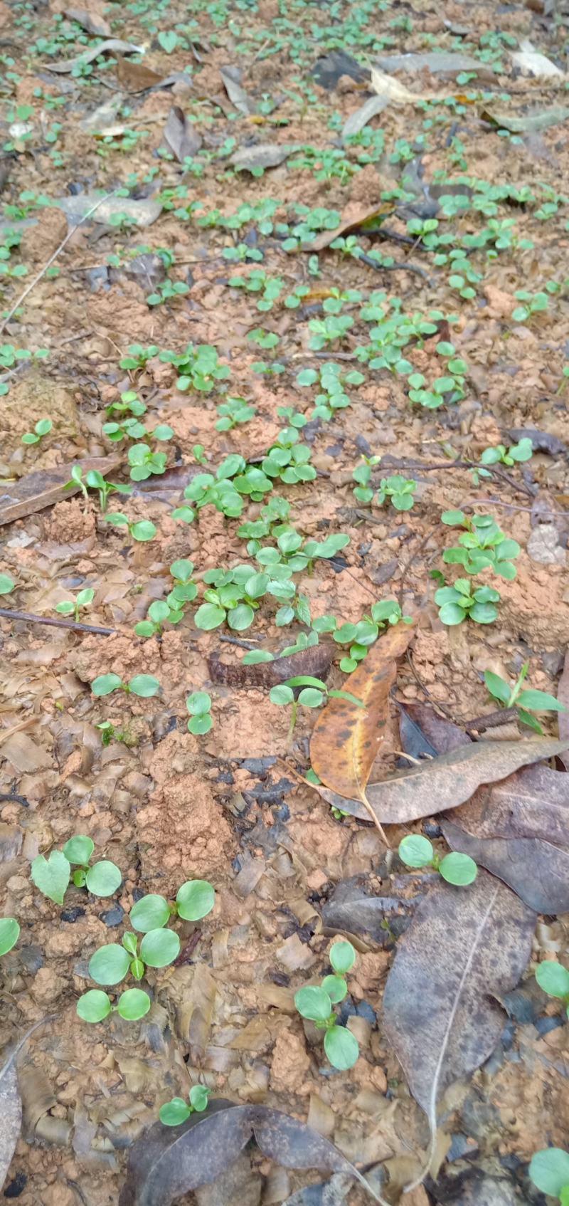 【年终特惠】林下种植品种草珊瑚苗肿节风野生苗适合套种