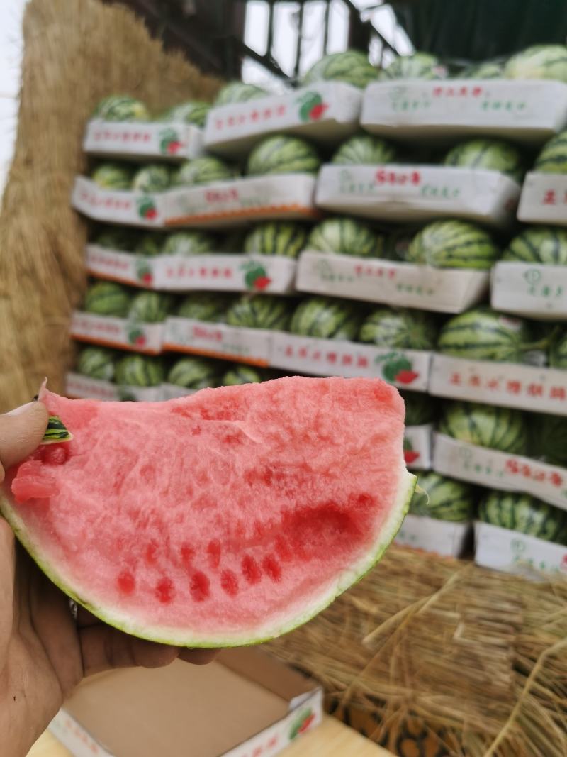 精品美都头茬瓜河南大量上市皮薄肉厚欢迎采购