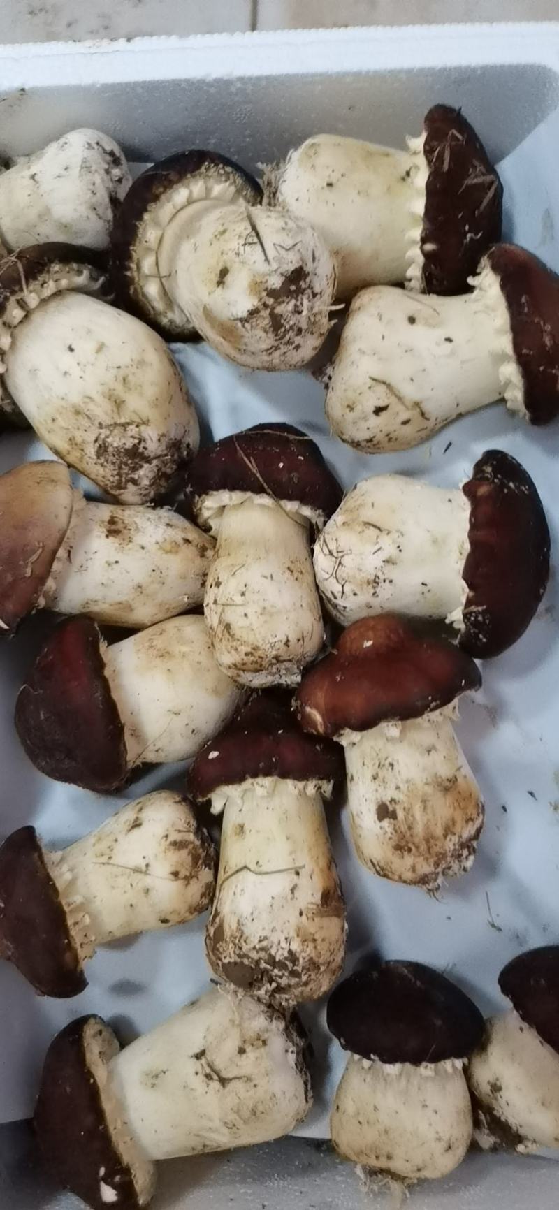大球盖菇
