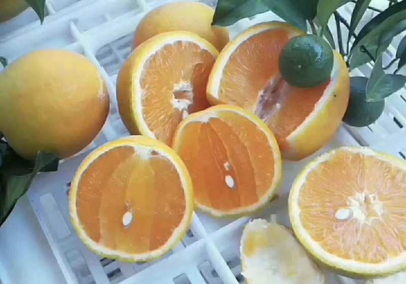 《精品夏橙》个头均匀水份充足产地直批可直接视频看货