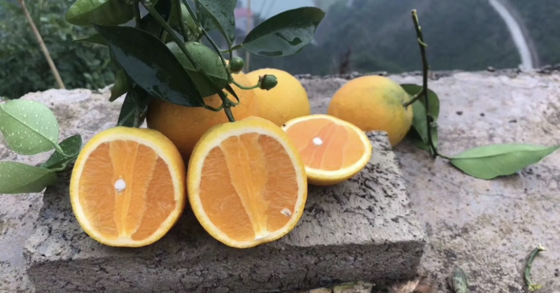 《精品夏橙》个头均匀水份充足产地直批可直接视频看货