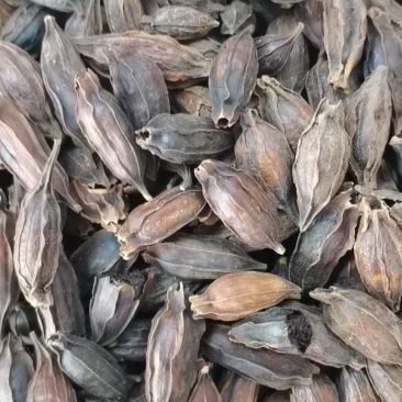 水栀子(包邮)，3斤起批发，零售量大从优