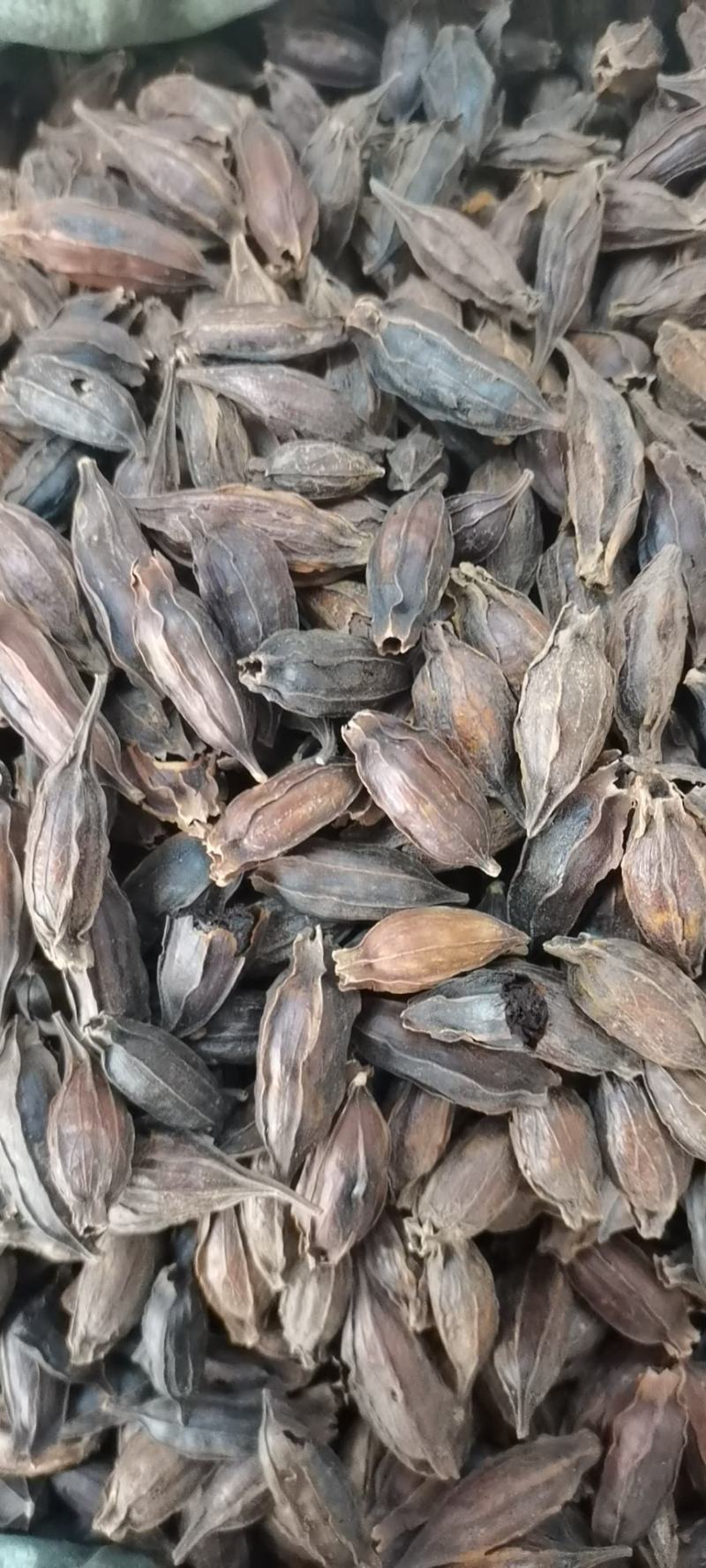 水栀子(包邮)，3斤起批发，零售量大从优