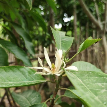 5-8-10-12-15分白玉兰袋苗,广东白玉兰
