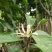 5-8-10-12-15分白玉兰袋苗,广东白玉兰