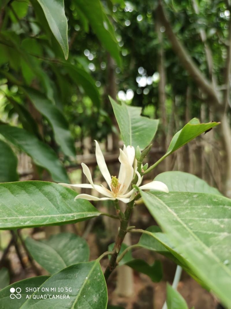 5-8-10-12-15分白玉兰袋苗，广东白玉兰