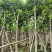 5-8-10-12-15分白玉兰袋苗,广东白玉兰