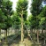 5-8-10-12-15分白玉兰袋苗,广东白玉兰