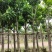 5-8-10-12-15分白玉兰袋苗,广东白玉兰