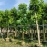 5-8-10-12-15分白玉兰袋苗,广东白玉兰