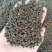 吴茱萸(包邮)，3斤起批发，零售量大从优