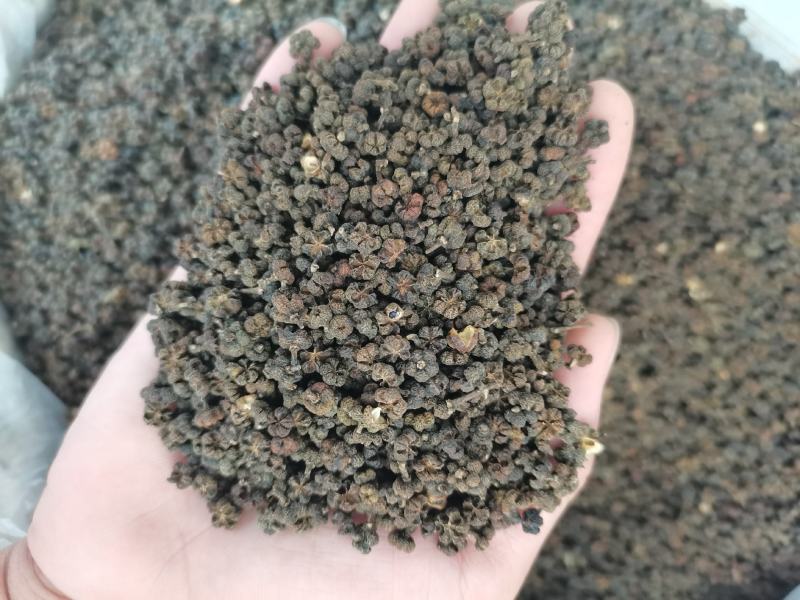吴茱萸(包邮)，3斤起批发，零售量大从优