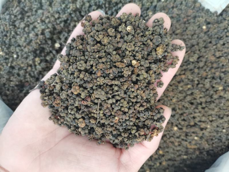 吴茱萸(包邮)，3斤起批发，零售量大从优