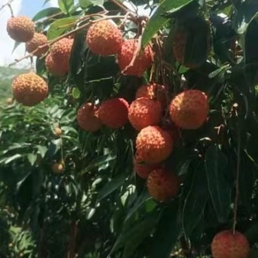 桂味，荔枝中的精品