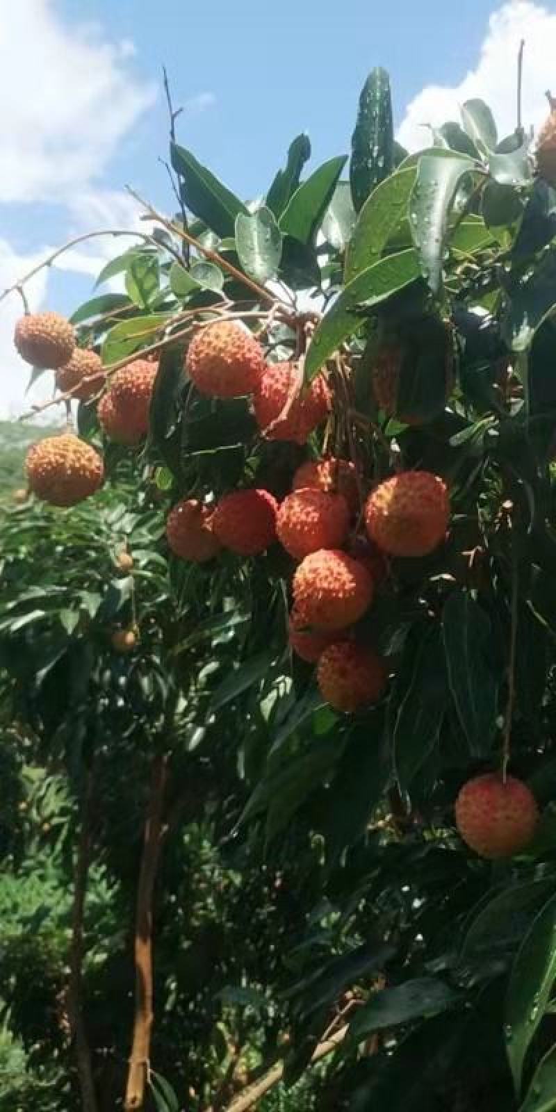 桂味，荔枝中的精品