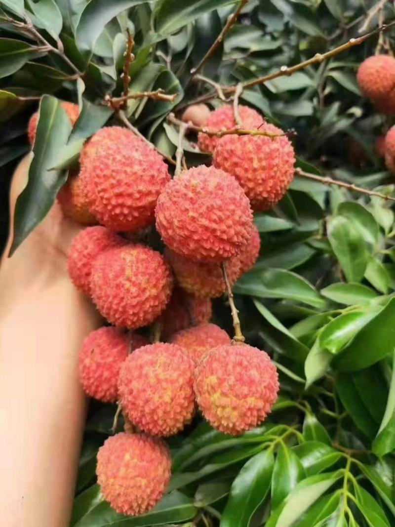 桂味，荔枝中的精品