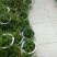 基地直发霍山石斛4年盆景起批品质好生长产量成活率高