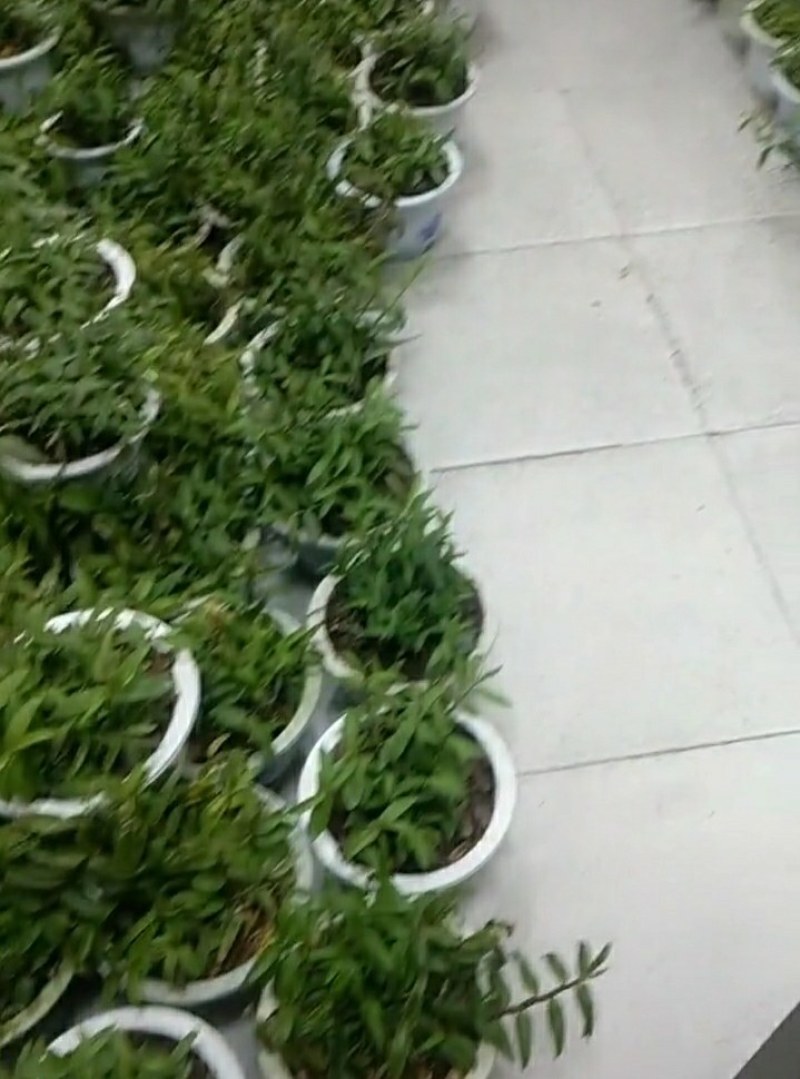 基地直发霍山石斛4年盆景起批品质好生长产量成活率高