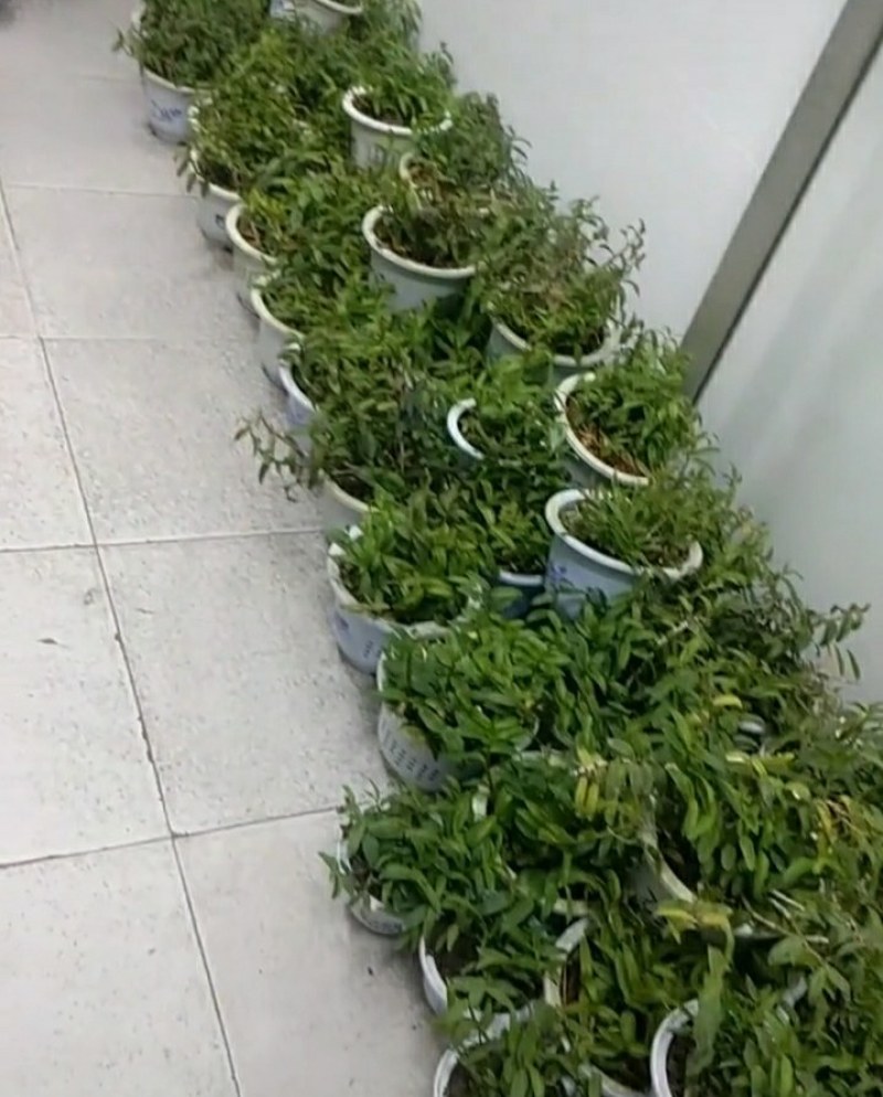基地直发霍山石斛4年盆景起批品质好生长产量成活率高