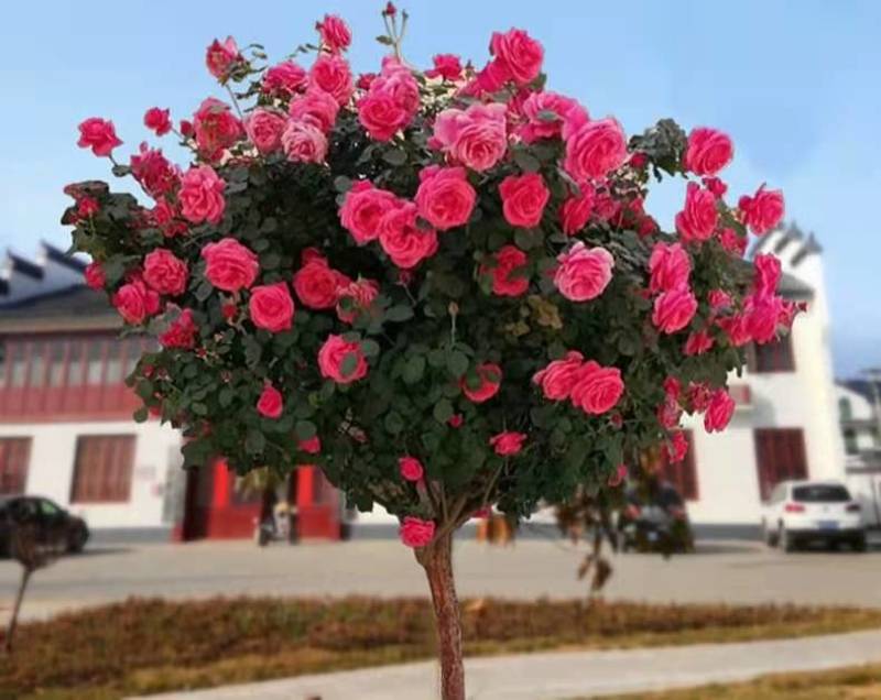 树桩月季高杆月季花苗大花四季开花棒棒糖