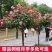 树桩月季高杆月季花苗大花四季开花棒棒糖