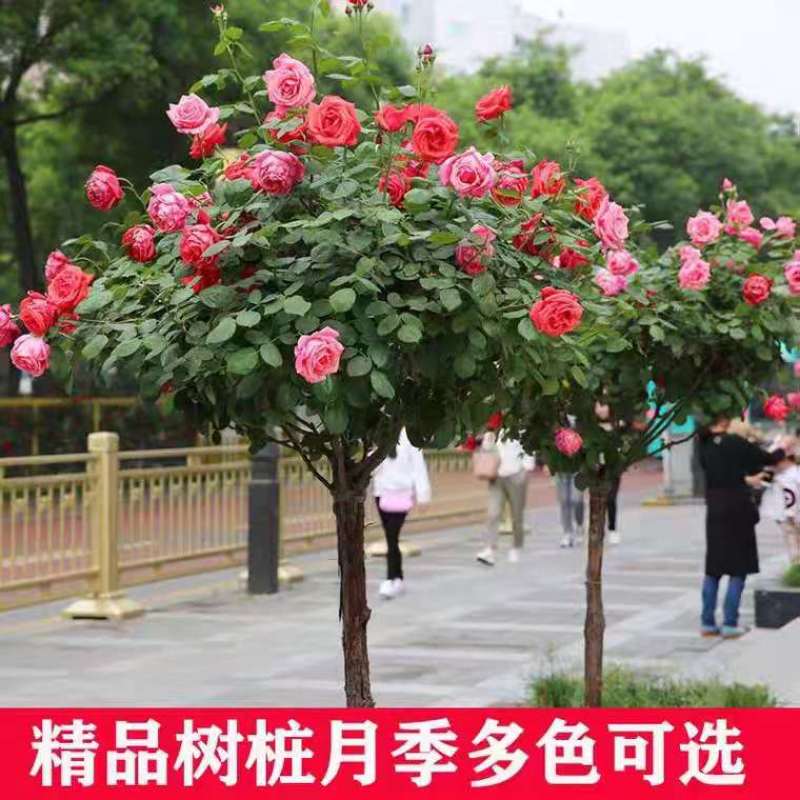 树桩月季高杆月季花苗大花四季开花棒棒糖