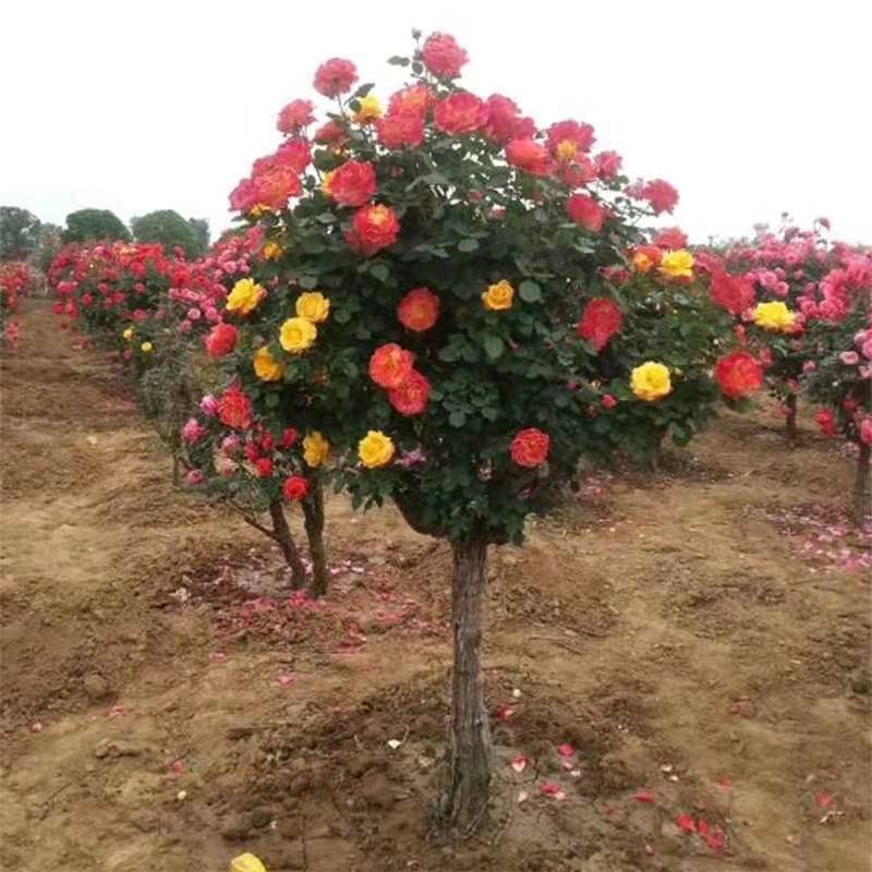树桩月季高杆月季花苗大花四季开花棒棒糖