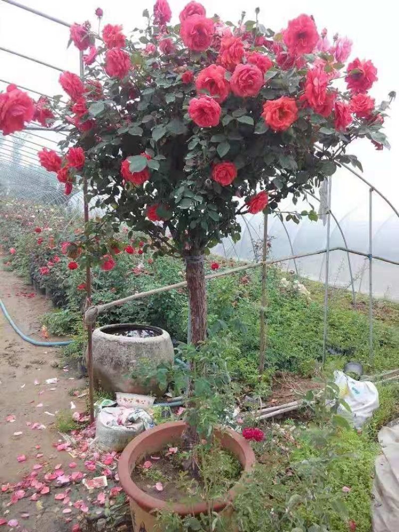 树桩月季高杆月季花苗大花四季开花棒棒糖