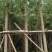 柳树(广东普宁柳树供应商)(广东普宁柳树批发商)