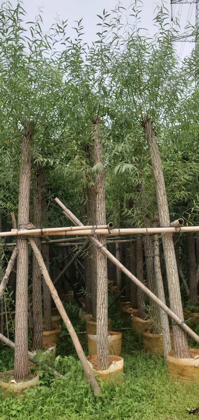 柳树（广东普宁柳树供应商）（广东普宁柳树批发商）